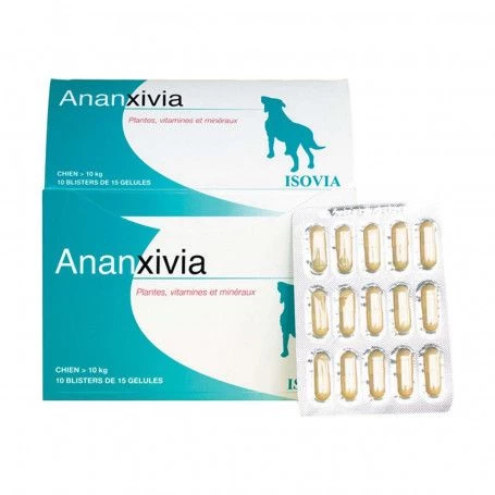 Ananxivia Grand Chien 3 Ananxivia Grand Chien