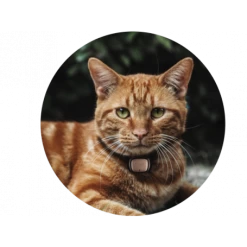 Materiel Collier GPS/moniteur D'activité Kippy Evo Pour Chien Et Chat 7 Materiel Collier GPS/moniteur D'activité Kippy Evo Pour Chien Et Chat -Animaux Fournitures Magasin collier gps moniteur d activite kippy evo pour chien et chat 1