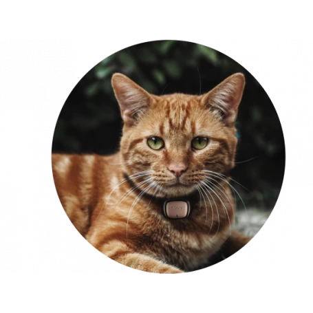 Materiel Collier GPS/moniteur D'activité Kippy Evo Pour Chien Et Chat 5 Materiel Collier GPS/moniteur D'activité Kippy Evo Pour Chien Et Chat – Image 3