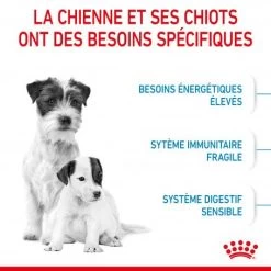 ROYAL CANIN Dog Starter Mother & Babydog Mini -Animaux Fournitures Magasin dog starter mother babydog mini 3