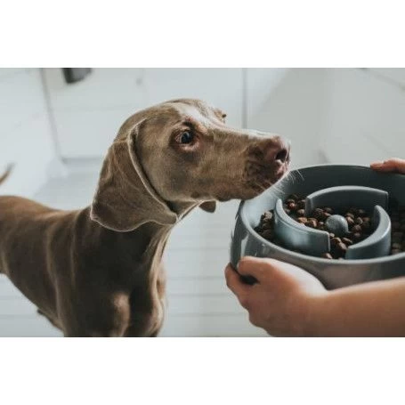 Materiel Gamelle Anti-glouton Hunter Atlanta 5 Materiel Gamelle Anti-glouton Hunter Atlanta – Image 3