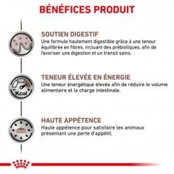 ROYAL CANIN Cat Gastro Intestinal Sachet Repas -Animaux Fournitures Magasin royal canin cat gastro intestinal sachet repas 2
